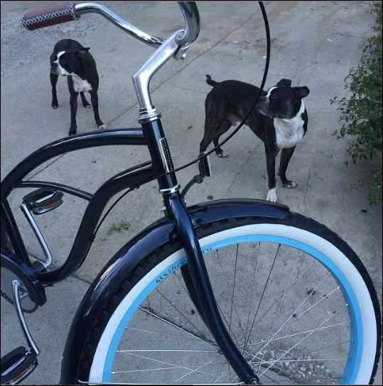 sixthreezero Scholar Woman Single Speed 26" Cruiser Bicycle